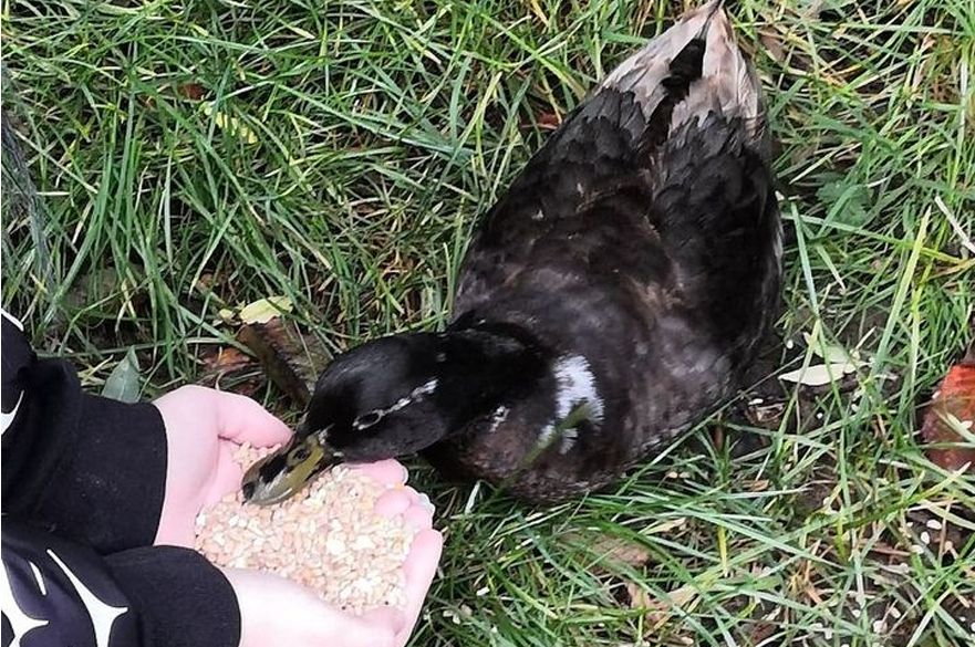 Daffy lost duck