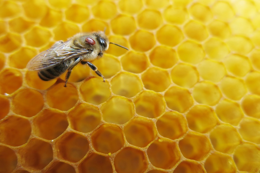 Honeybee and mite