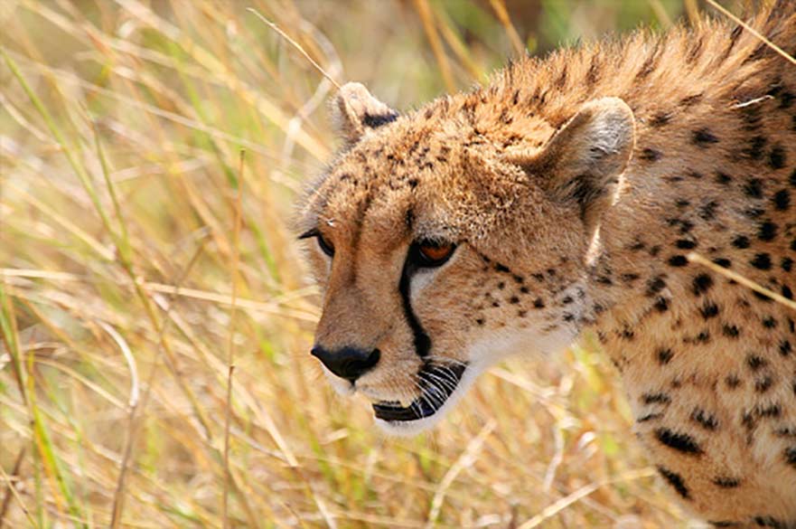 Cheetah