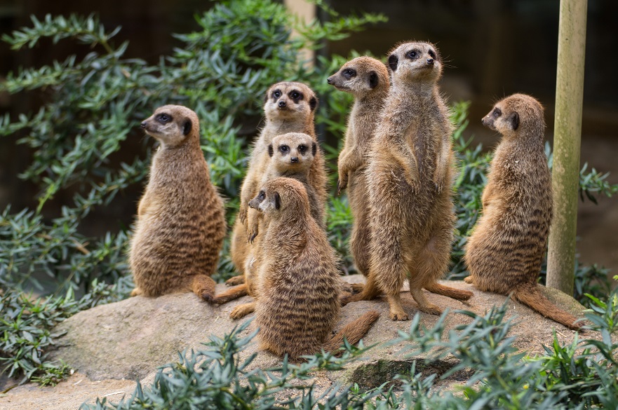 Meerkats