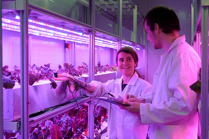 Student looking at crops in vertical farming unit