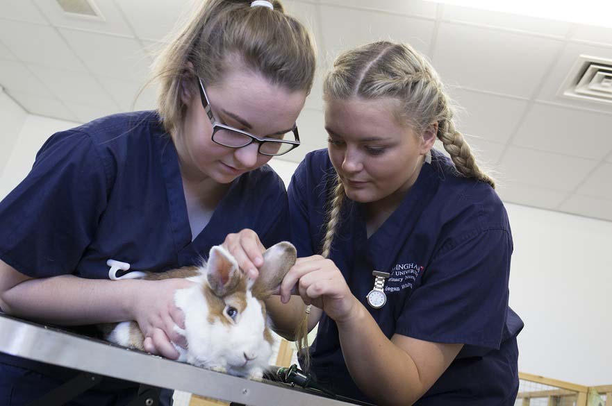 Students checking rabbit