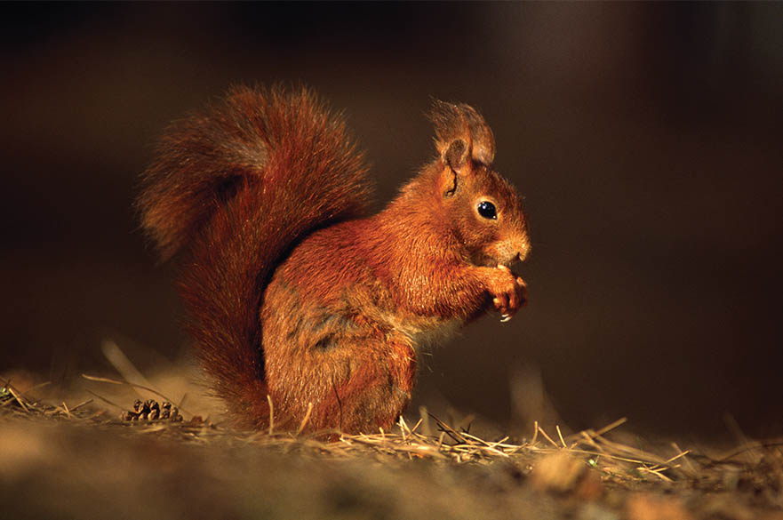 Red Squirrel