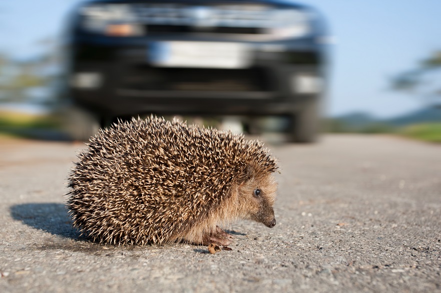 Hedgehog