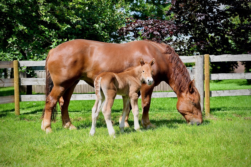 Ruby and the new foal