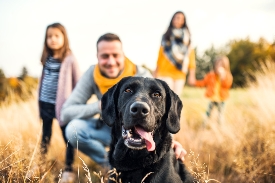 Canine Behaviour Consultation Service