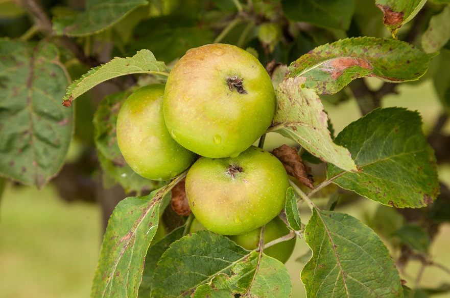 Bramley apples