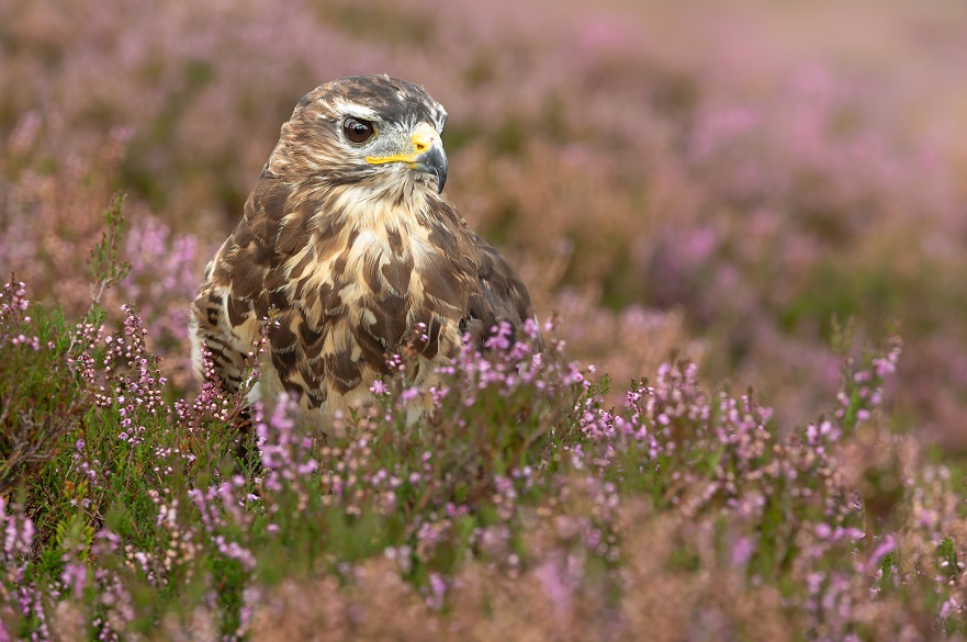 Close up of an adult Buzzard stood in purple heather