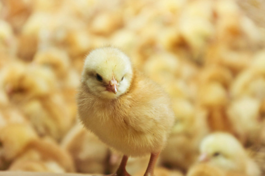 Yellow Chick
