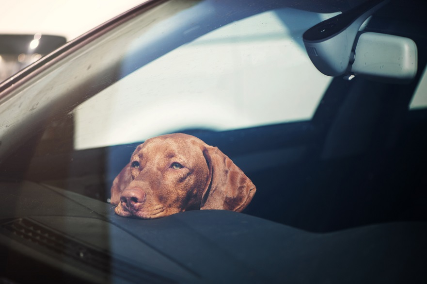 Dog in car