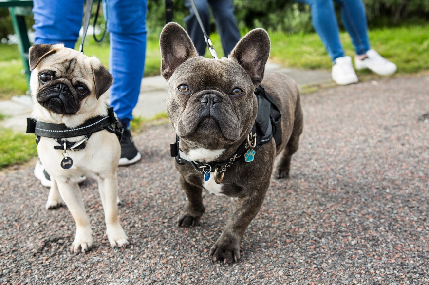 Dogs being walked