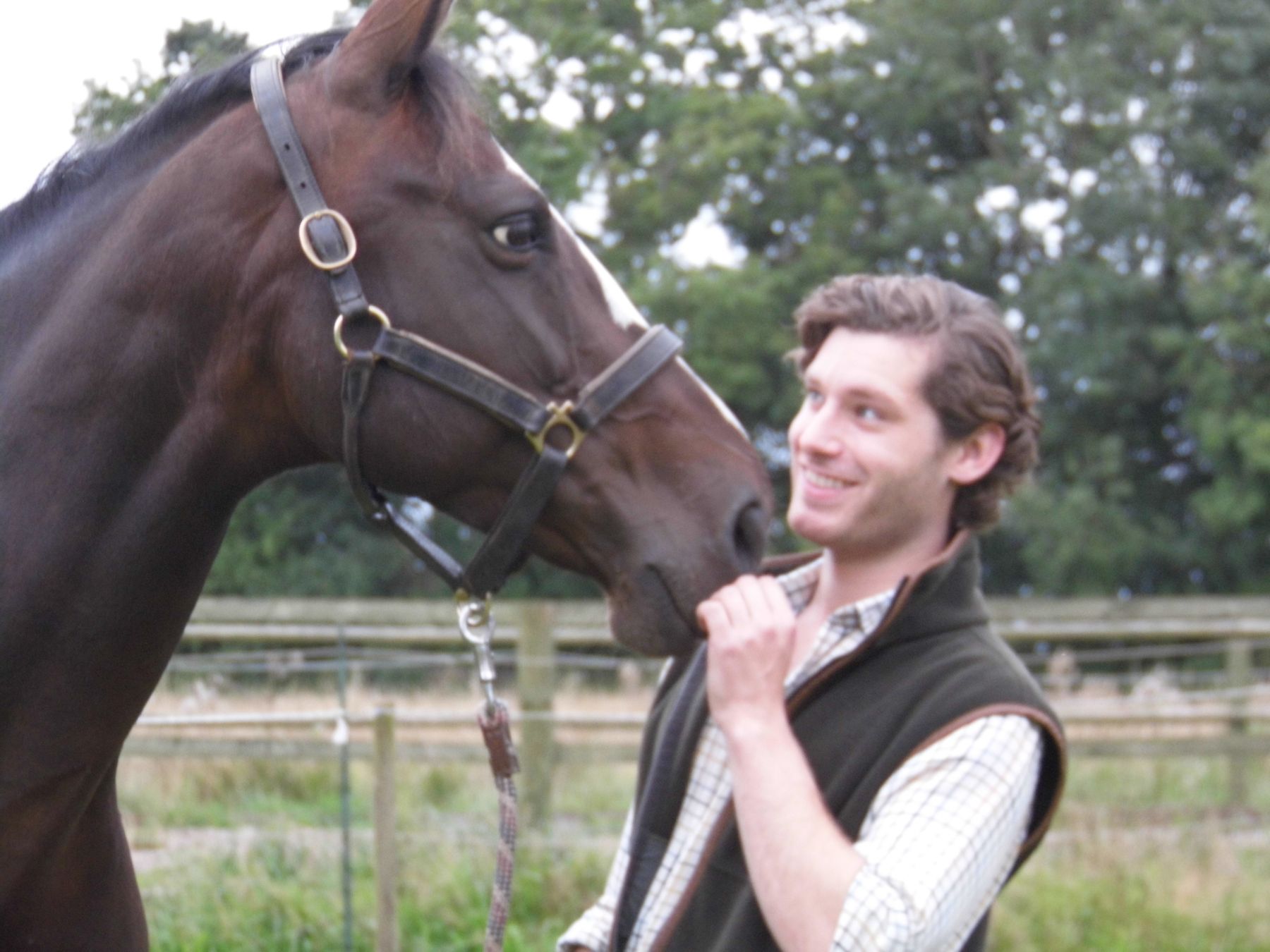 image of horse