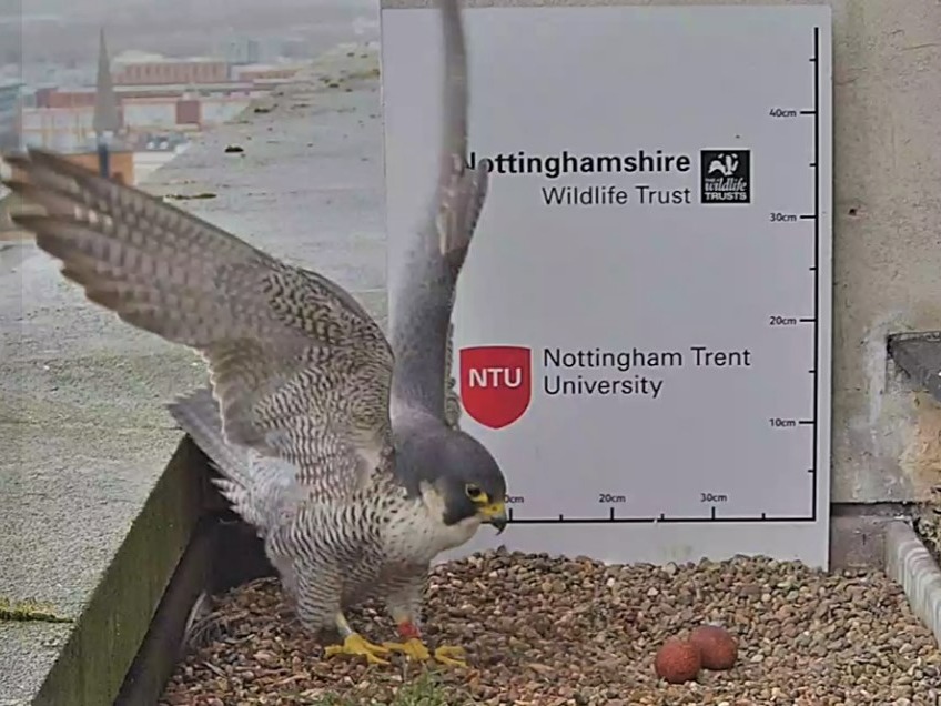Peregrine Falcons event