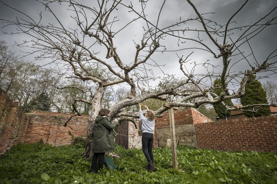 Bramley apple tree