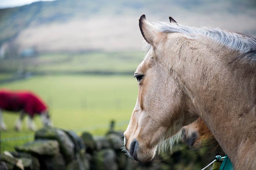 Horse