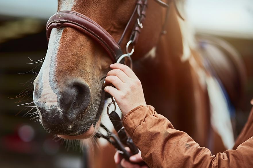 Equine law