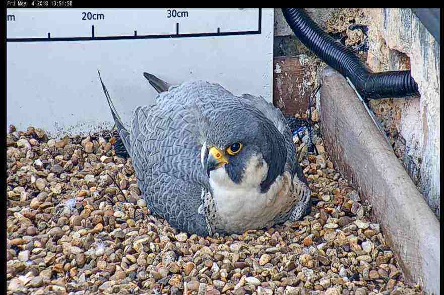 The male NTU falcon