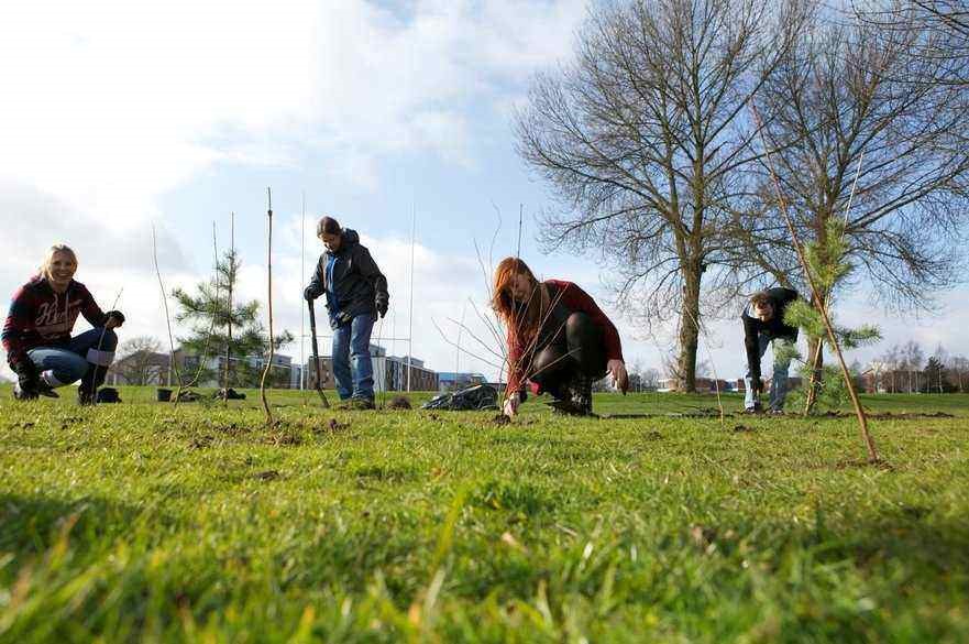 people planting trees