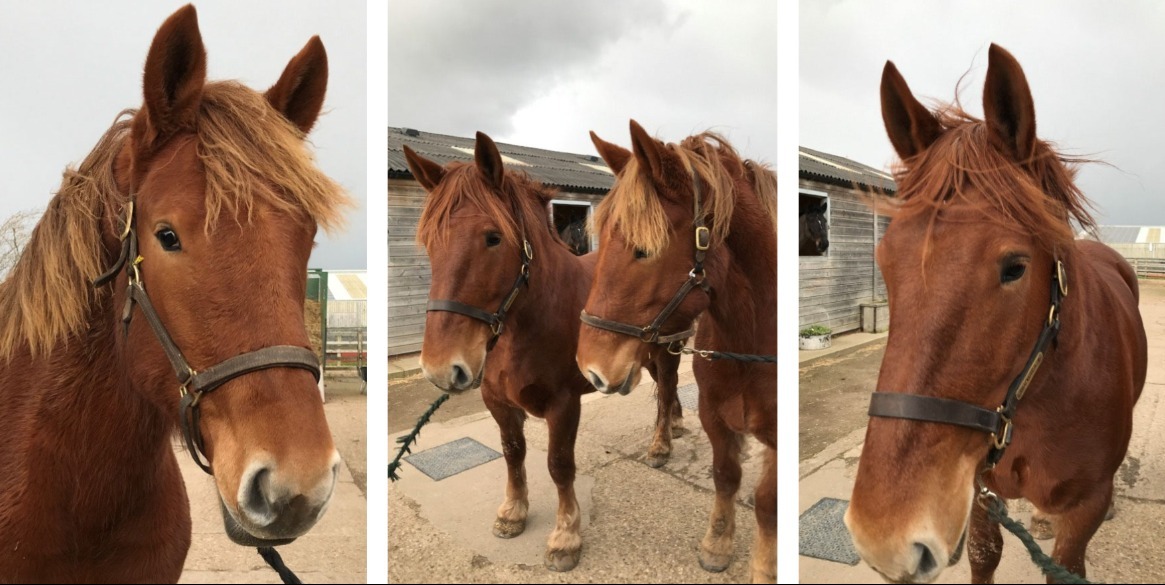 Ruby and Hope Suffolk punch horses
