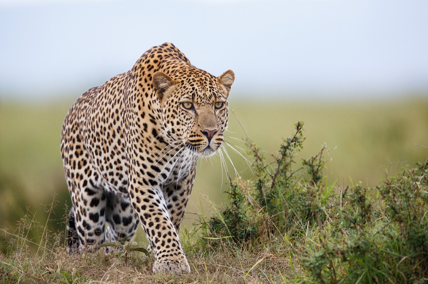 Leopards from Africa and Asia are genetically distinct, DNA analysis of