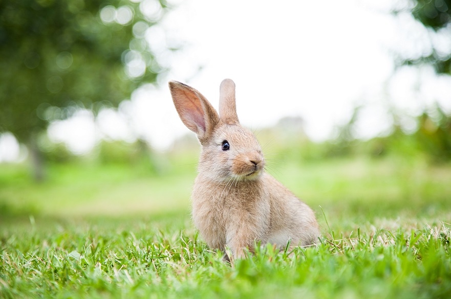 A rabbit on grass