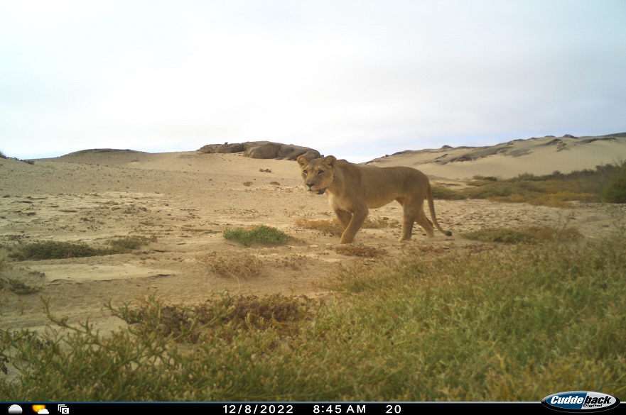 Desert lioness 