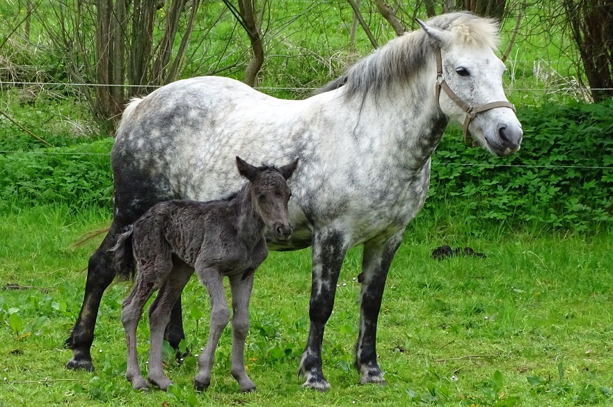 Eriskay ponies