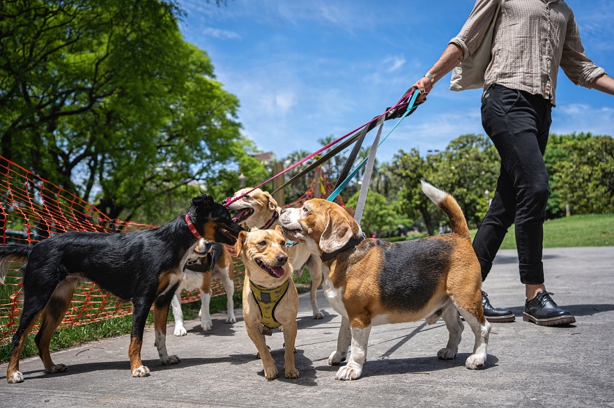A group of dogs on leads