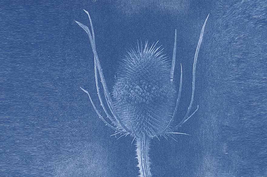 A cyanotype image of a flower on a blue background