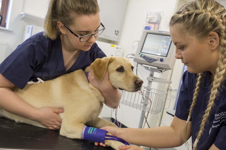 Vet Nursing students with dog