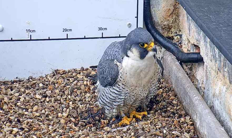 The male falcon, known as Archie, in the nest box