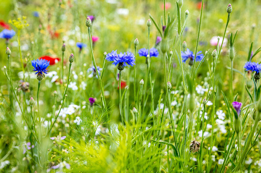 Flowers in meadow