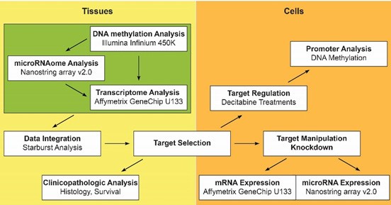 Pancreatic cancer cells and tissues table