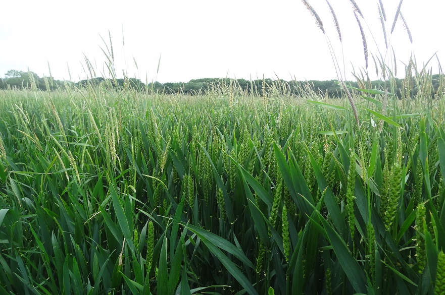 Blackgrass