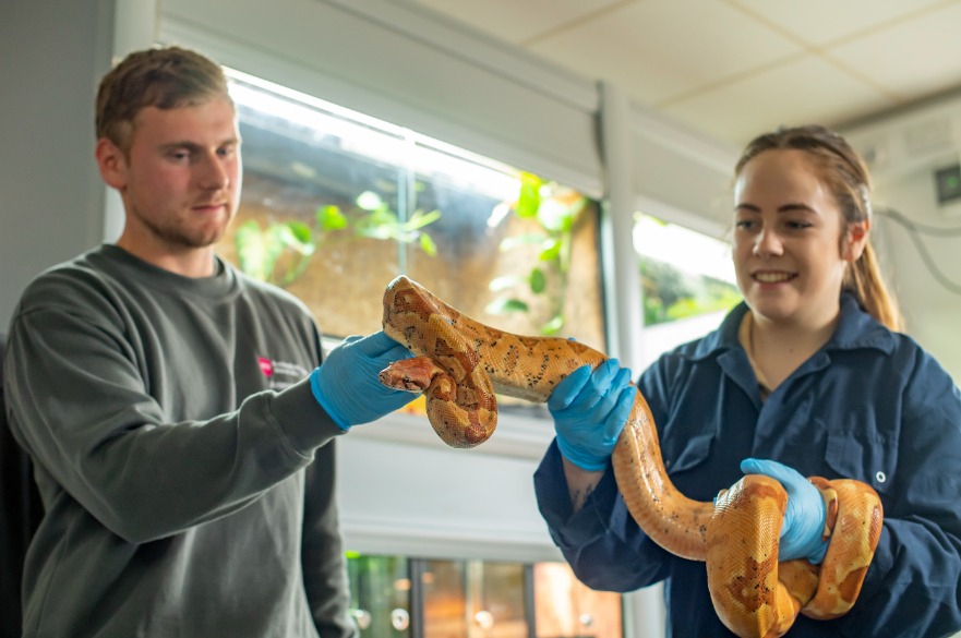 BSc Zoo Biology - A student learns how to properly handle a snake in a practical session at the Animal Unit