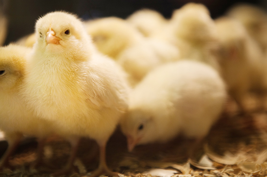 Specially-bred wheat essential for healthy bones in poultry
