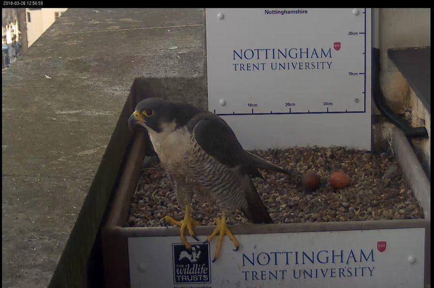 The female NTU falcon with two eggs