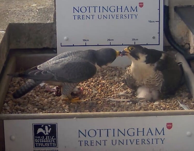 all about peregrine falcons