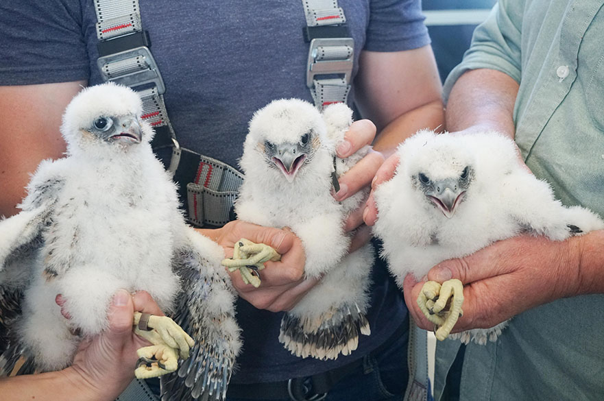 Falcon Chicks