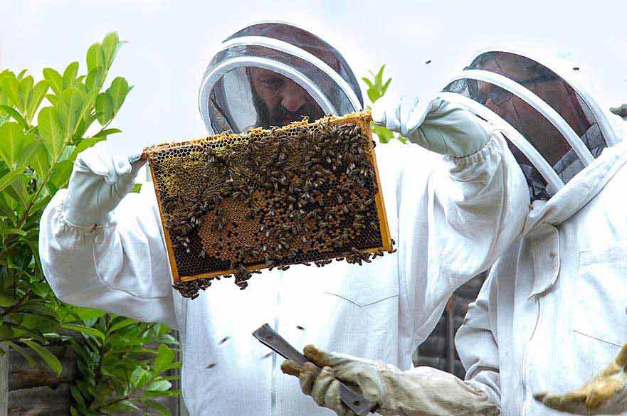 Bee keepers