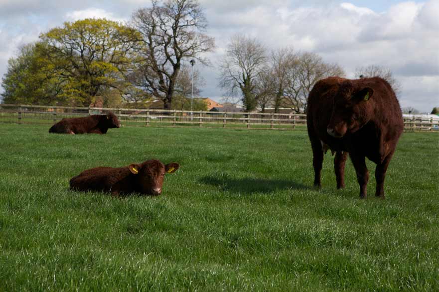 Cattle on farm