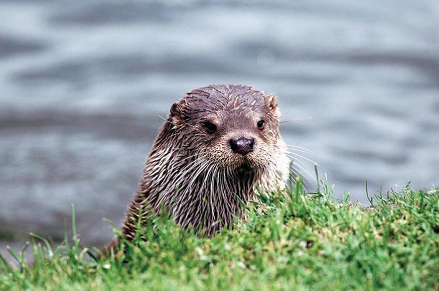 Otter