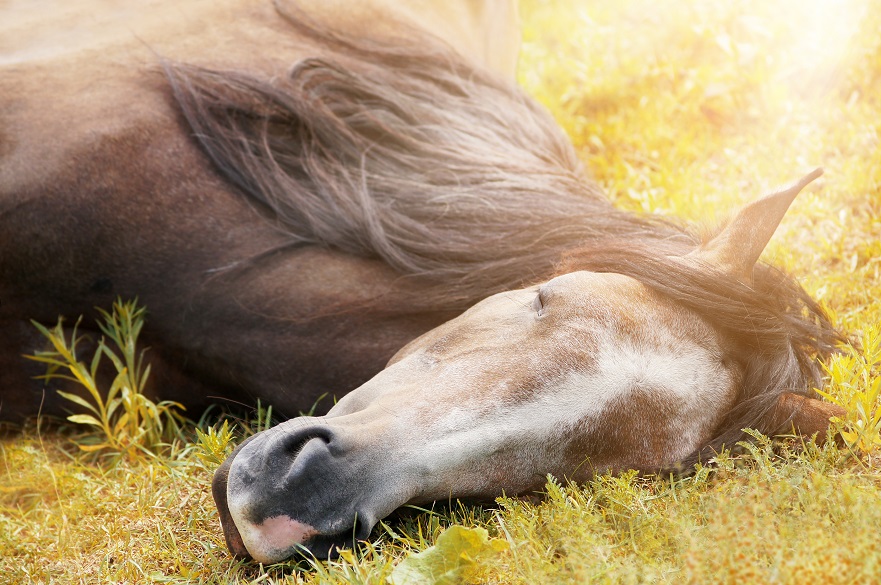 Sleeping horse