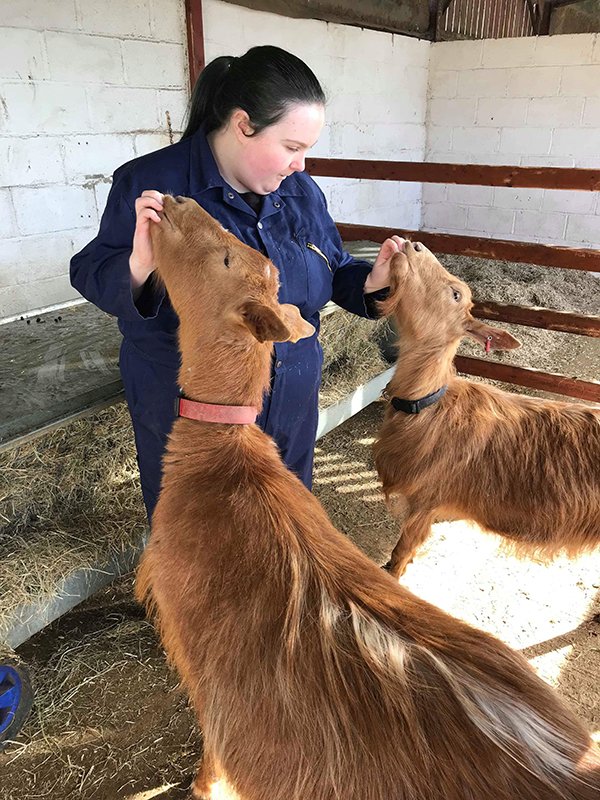Student feeding goats