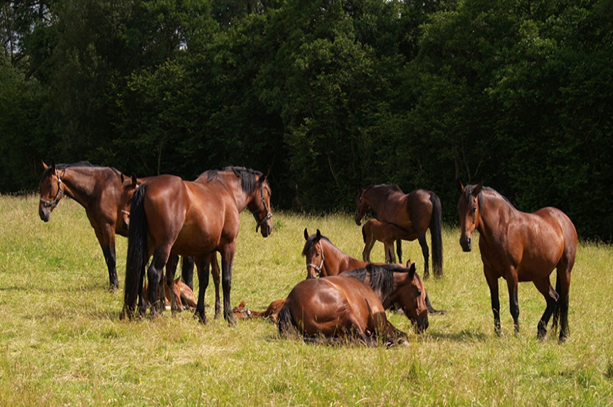 Cleveland Bay horses