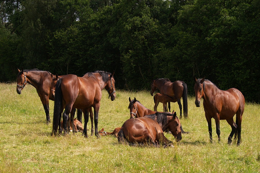 Cleveland Bay horses 