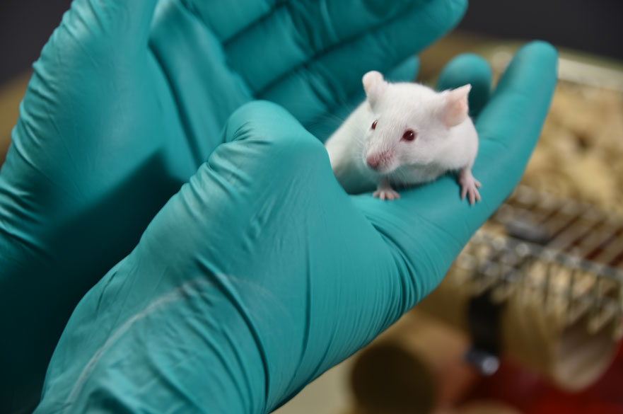 A white mouse held in blue gloved hands.
