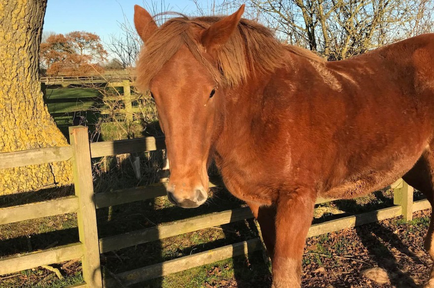 Hope Suffolk Punch at Easton