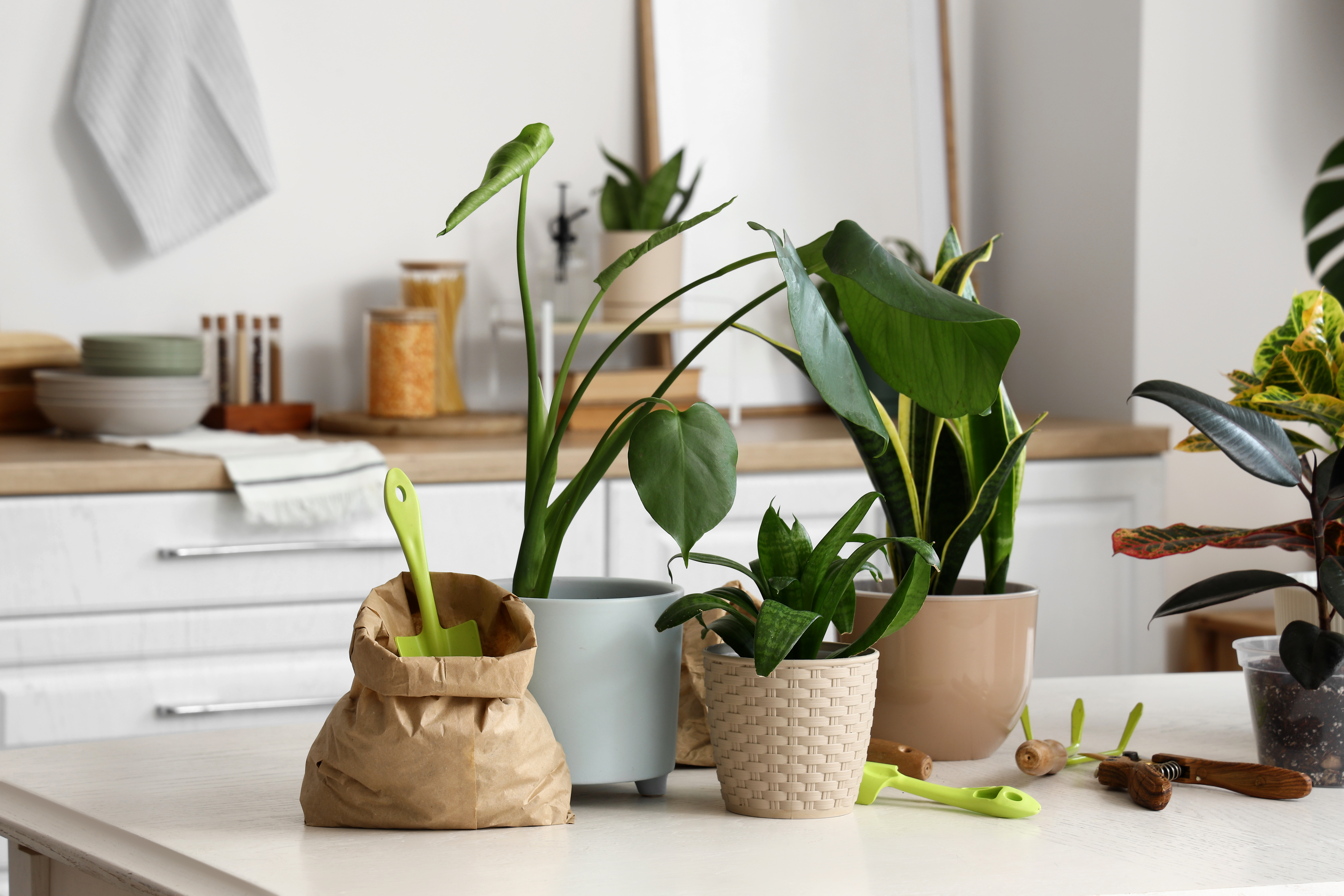 Houseplants 