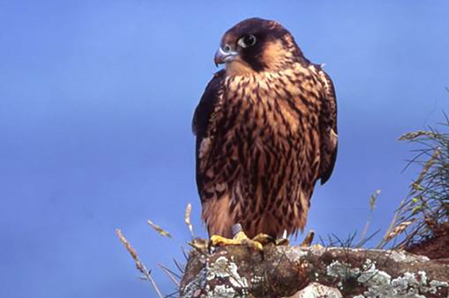 Peregrine Falcon